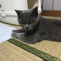 ブリティッシュショートヘアの女の子