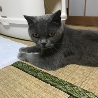 ブリティッシュショートヘアの女の子