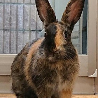 元気なポプラちゃん