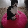 ジュイ