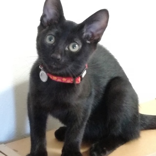 ツヤツヤ！毛ヅヤのいい黒猫くん