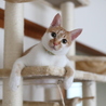 ちび
