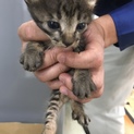 元気な子猫です！