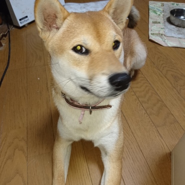 １歳　翔