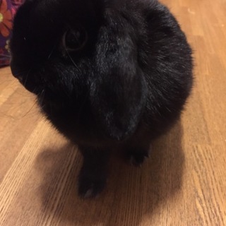 素敵な里親さんに引き取って頂きました。