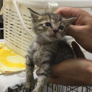【保健所収容】かわいい子猫 キジトラ