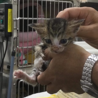 【保健所収容】かわいい子猫 キジ白