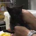 【保健所収容】キュートな黒猫 子猫
