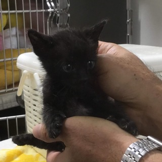【保健所収容】キュートな黒猫 子猫
