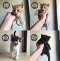 捨て猫4匹の仔猫の里親を募集中です
