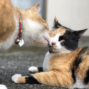まめの写真