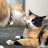 の写真