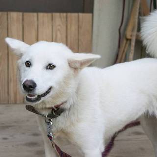 ポプリちゃん半田市素敵な里親様に決まりました