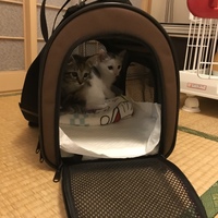 マロンとチョコ