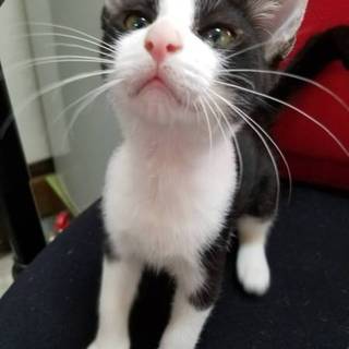 ひとりぼっちの子猫です。