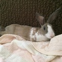 ミニレッキス系うさぎ ミントくん 1歳未満
