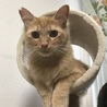 にゃんこ汰郎