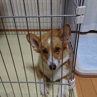 トライアル決定の為募集中止 ３才のコーギー