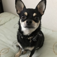 ショコラ