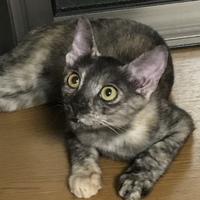 グラ