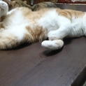子猫の里親さん、探しています。