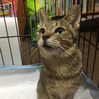 迷い猫ちゃん里親募集
