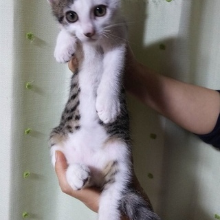 白キジの男の子