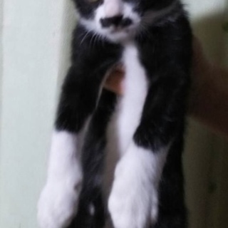 白黒の男の子