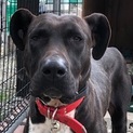 福岡県動物愛護センターより保護　中型犬25㎏