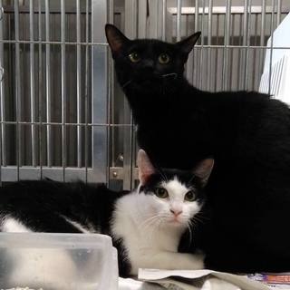 里親様決定❤  ありがとうございました