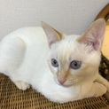 ７ヶ月の子猫。白とベージュのブルーアイ  の男の子