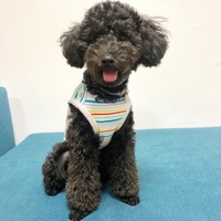 メイ