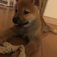 ろく