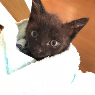 イケメンの黒猫さんです。