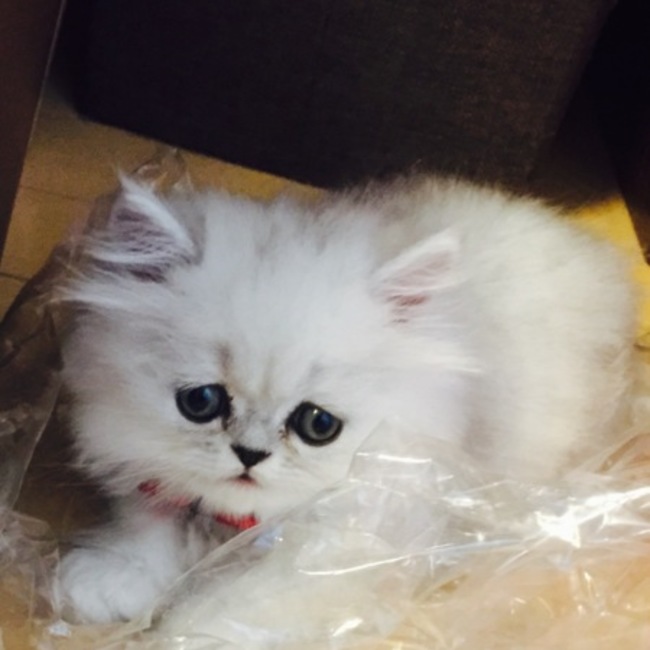 ここ2849のカバー写真