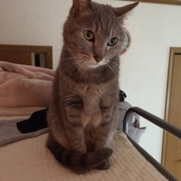ネコピー