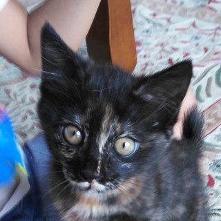 パパはハクビシン？