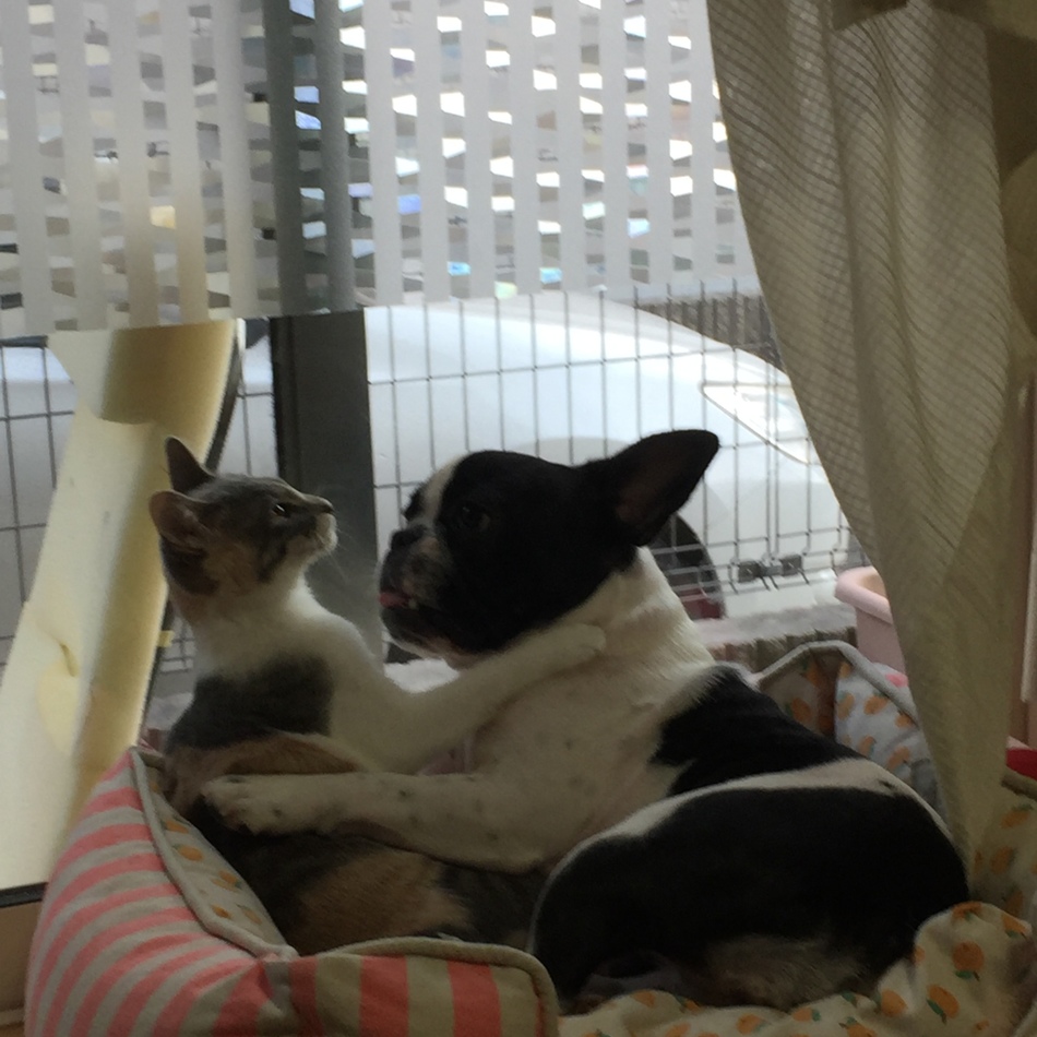 すずのカバー写真