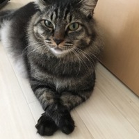 たぬき