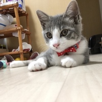 ぽむちゃん