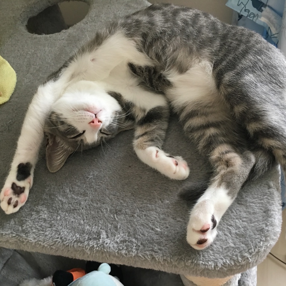 ぽむちゃんのカバー写真
