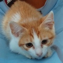 緊急募集‼️保護子猫エイズ陽性