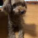 この子をお願いします。