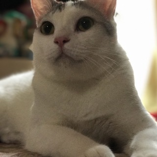 5匹の猫さん