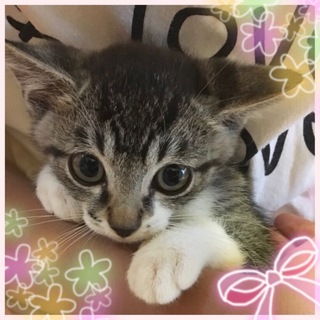 猫ですがパグ君2ヶ月半