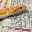 里親決定しました