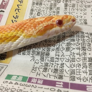 里親決定しました