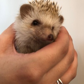 里親親さん募集です！人馴れしてる男の子です。