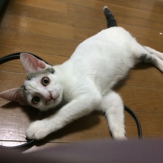 アンテナしっぽの子猫ちゃん