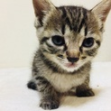 人懐っこい甘えん坊のキジトラ メス